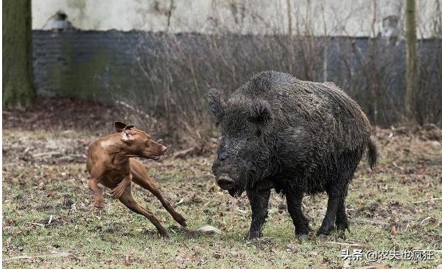一猪二熊三老虎的下一句,一猪二熊三老虎老话