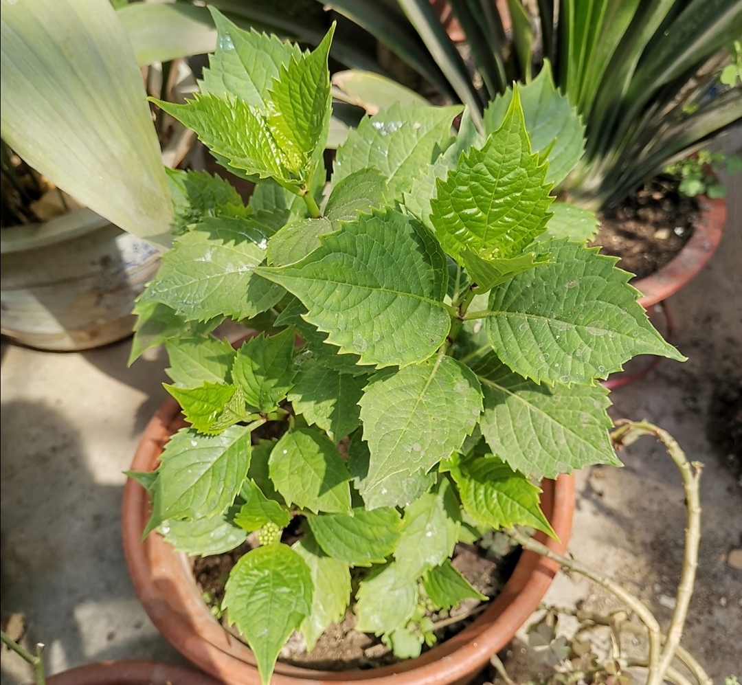 4月种绣球花当年开花吗,4月绣球没有花苞可以修剪吗