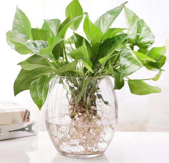 水培绿萝养殖方法的注意事项,水培绿萝怎么修剪根须