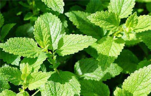 5月蚊虫多,咱可不要怕,卧室摆上几盆花,蚊虫问题轻松解决!