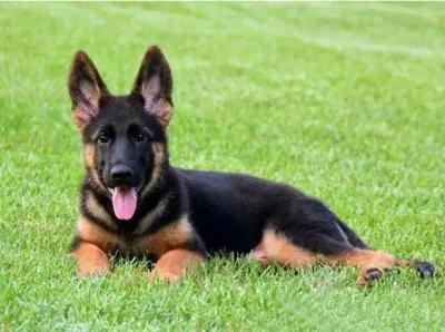 项目部旗帜顺序,项目部和矩阵