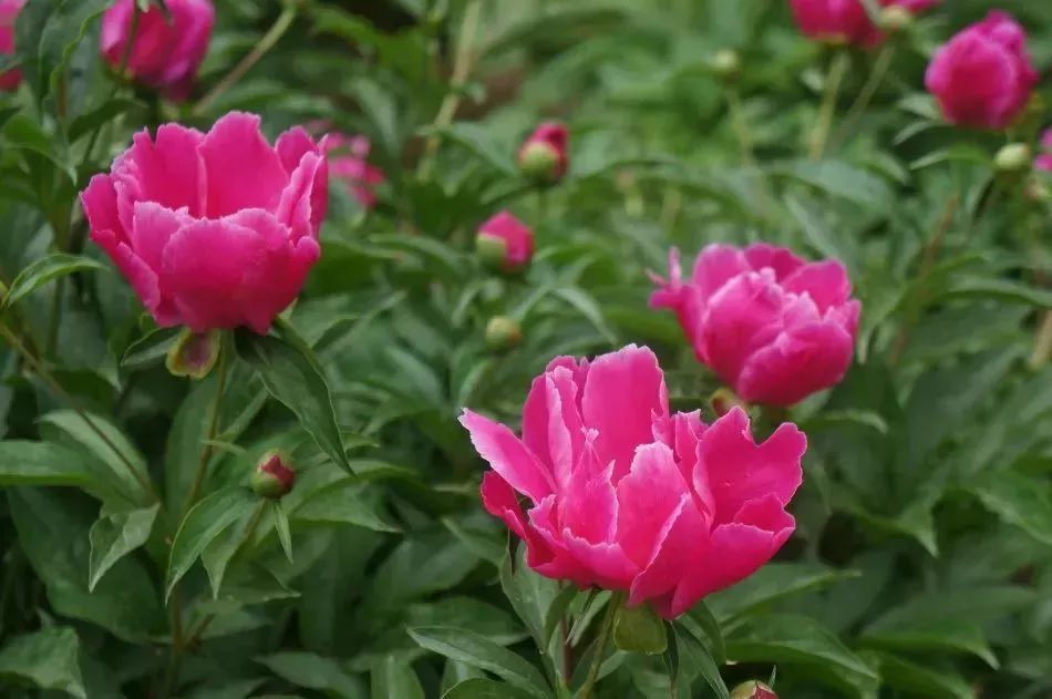 看到花的时候,不知是什么花?那就收下这份百花图谱