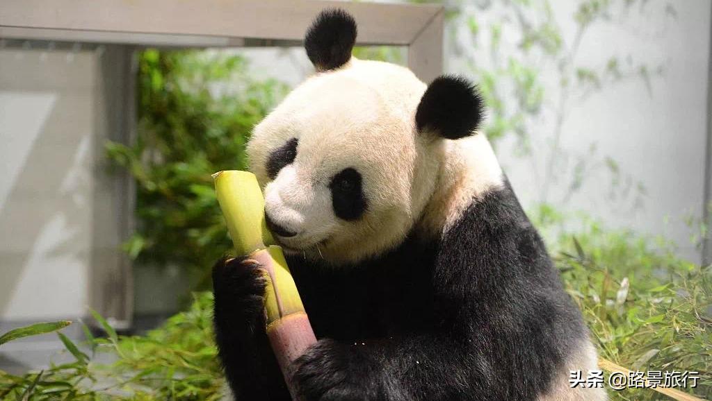 浙江安吉旅游攻略自由行攻略,江浙沪周边一日游自驾游推荐安吉