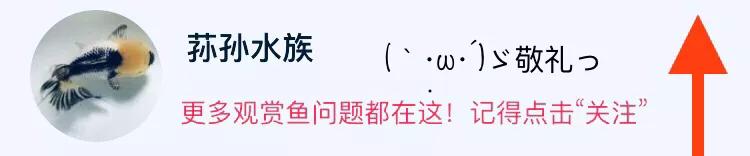 怎么救活金鱼最快最有效,如何挽救快死的金鱼