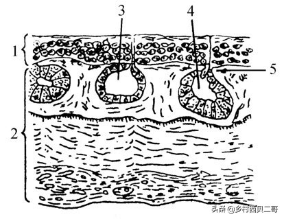 牛蛙的养殖技术及方法大全,牛蛙养殖技术和注意事项