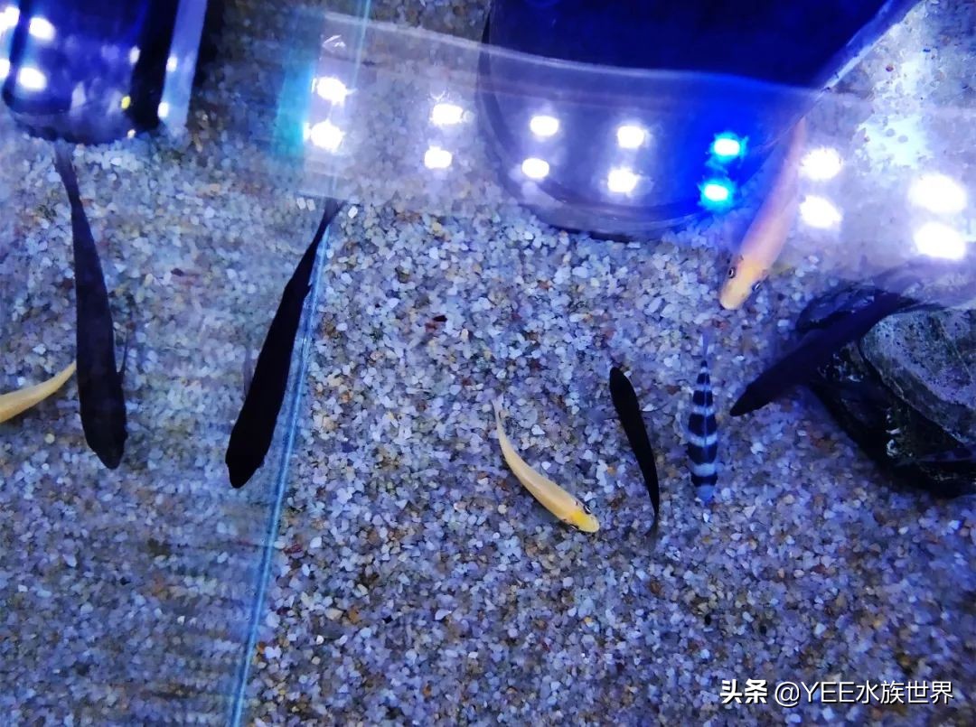 慈鲷太凶不想养了,养慈鲷注意事项