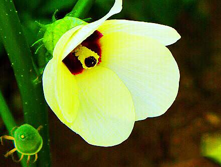 秋葵花国画,秋葵花也如此的美丽