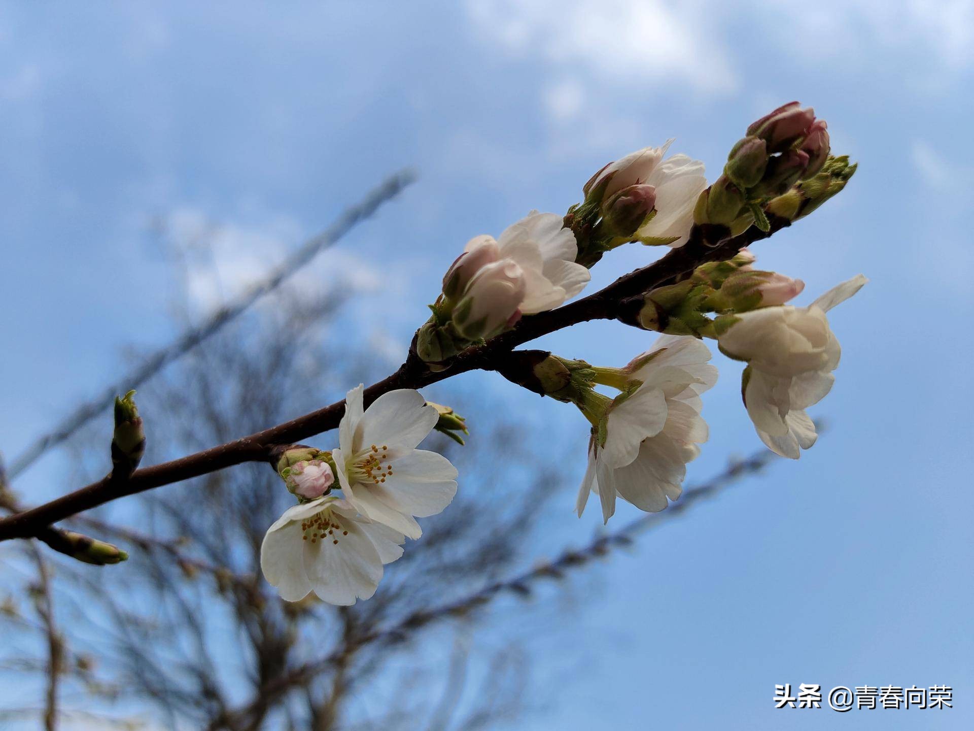 一份来自用户角度的评测：VIVONEX3S手机