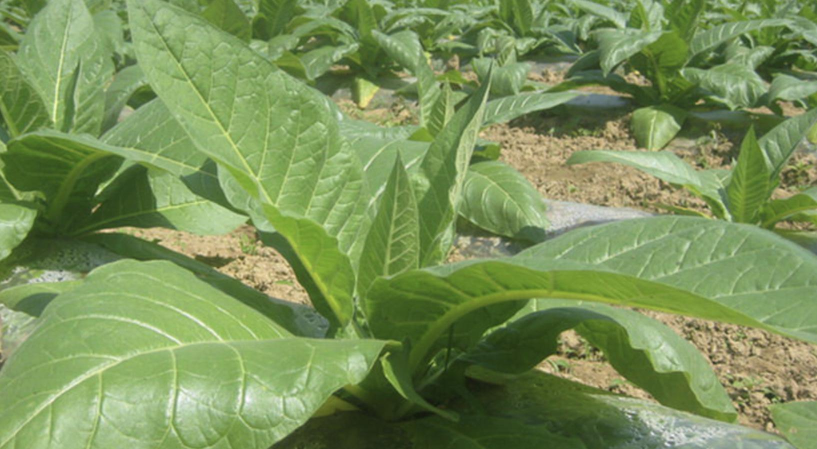 小猪说烟斗27：烟斗*草烟**-*草烟**主要原料