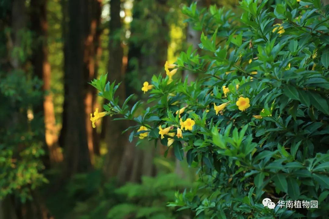 秋日识花：可爱紫红爱明黄