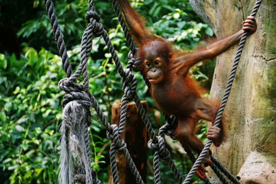 我的摄影装备,索尼微单a5000和a5100哪个好