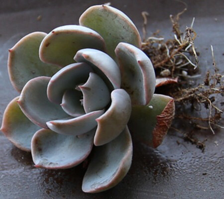 多肉掉叶子怎么挽救,多肉掉叶子补救方法