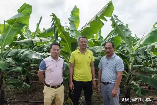 徐闻香蕉基地500亩,广东徐闻县香蕉种植面积