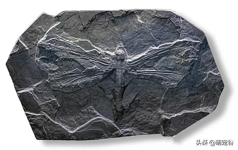 巨型蜈蚣长三米,世界上最长的3米巨型蜈蚣