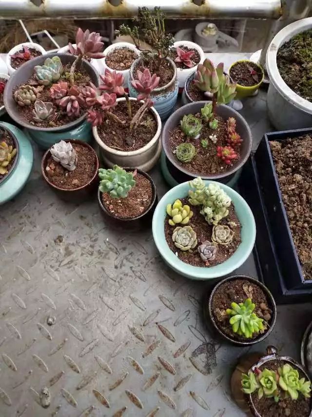 适合学生党养的多肉,适合大学宿舍长期养的多肉