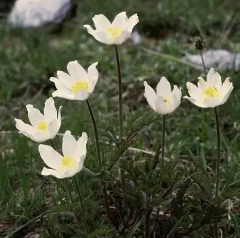 岩石花园景区,岩石园常用花卉