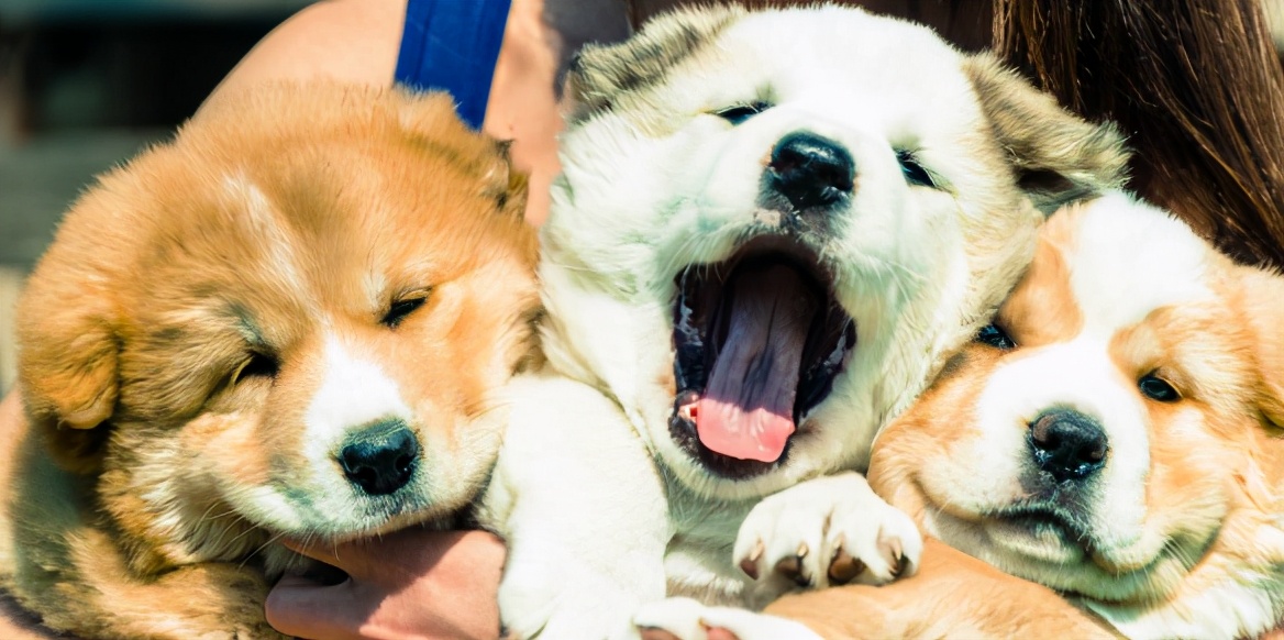 狗子很凶经常咬人怎么办,狗子经常打会记仇吗