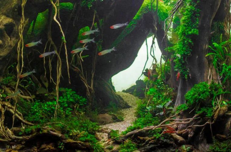 造景如何看起来有层次,十个最好看的造景