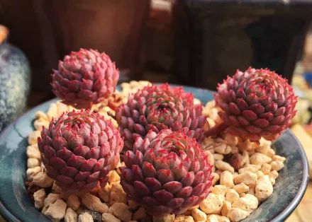 又萌又美丽好养的多肉,哪些多肉是小可爱种的