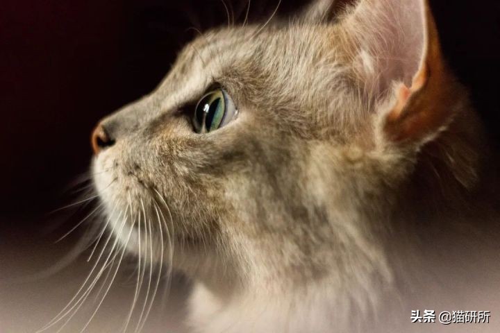 猫咪眼睛不同形态,猫咪的眼睛为什么有各种颜色