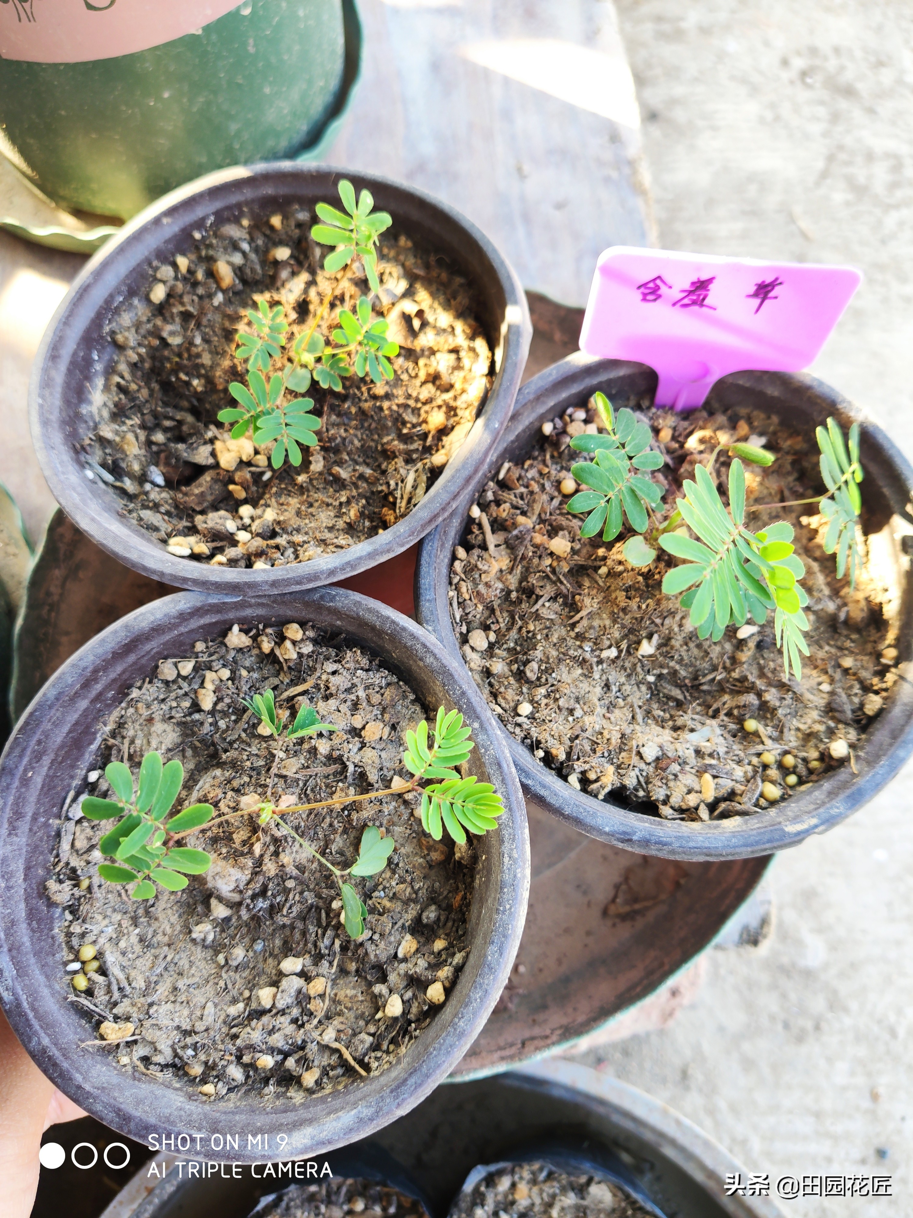 含羞草种子发芽率有多少,哪的含羞草发芽率高