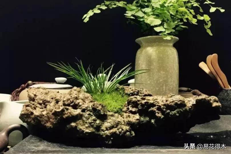 赞美菖蒲盆景的诗句,盆景诗词经典赏析