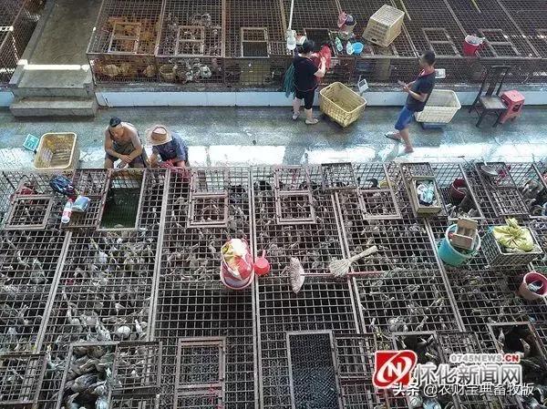 鸡鸭鹅苗价格,鸡鸭鹅热卖