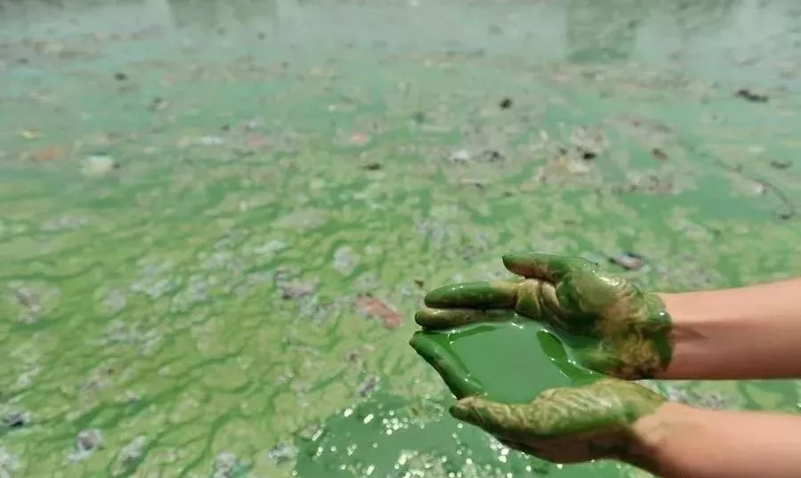 水中常见的绿藻,列举哪些常见藻类是绿藻