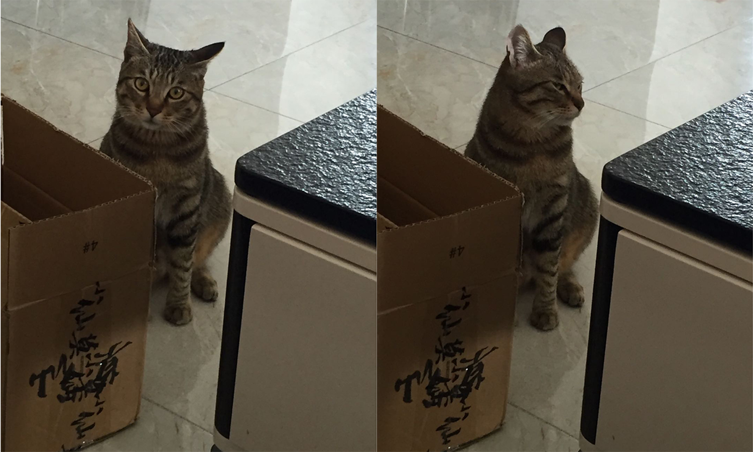 盘点猫咪高能名场面 (猫咪10大最萌镜头)