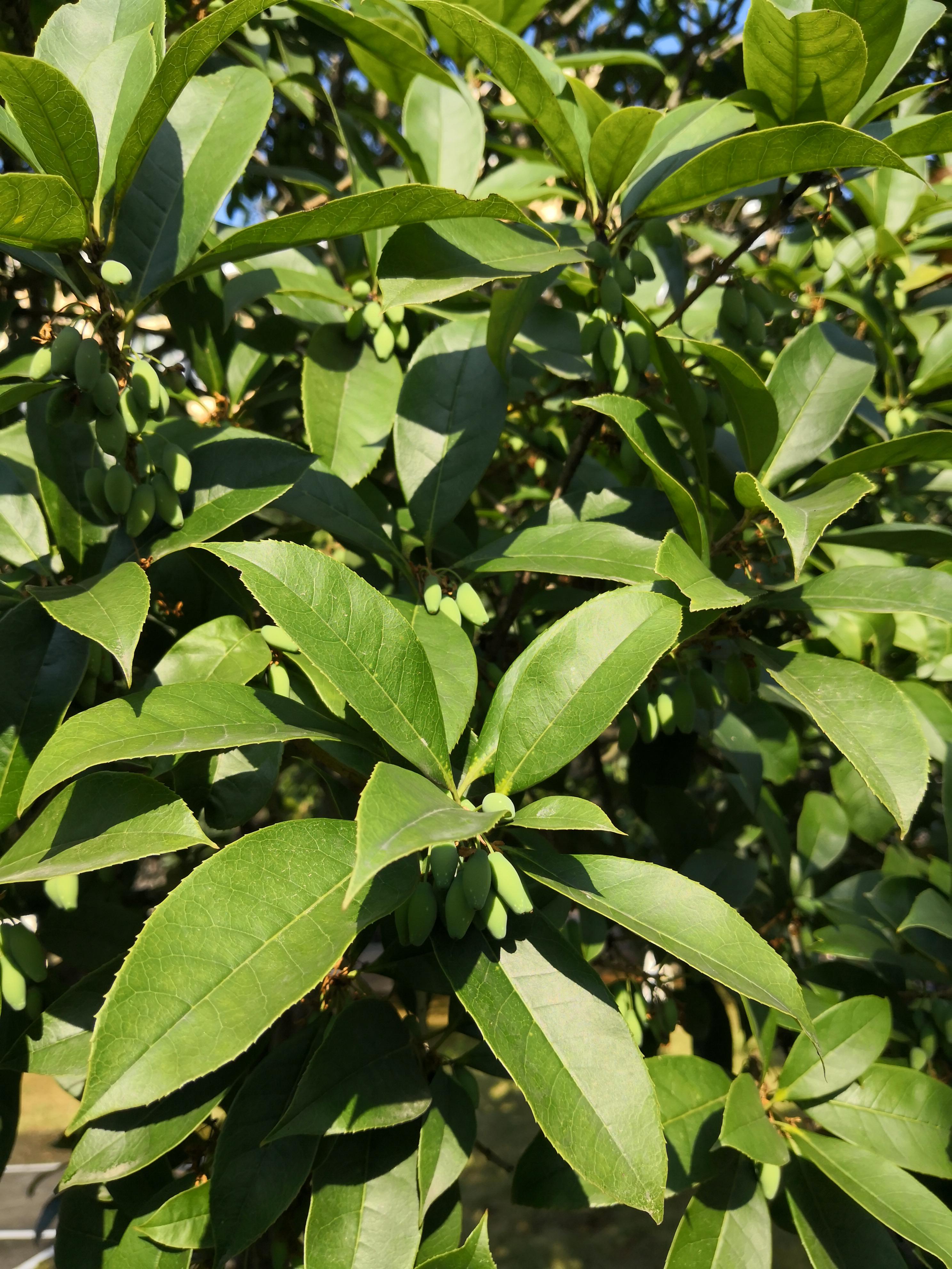 胡说东北话咋说,胡说新疆话怎么说