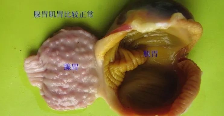 家禽常见疾病及检测方法书籍,家禽养殖疾病诊断
