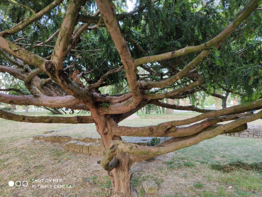 欧洲红豆杉历史,现在的红豆杉树什么样子