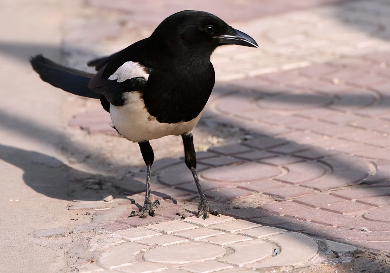 喜鹊窝搭得乱七八糟为何不怕风雪,喜鹊窝建造全过程