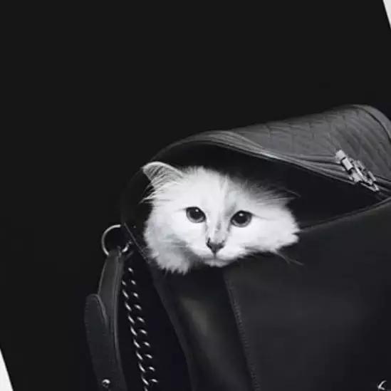 老佛爷的遗产真的由猫继承,老佛爷的所有家产最后留给了猫