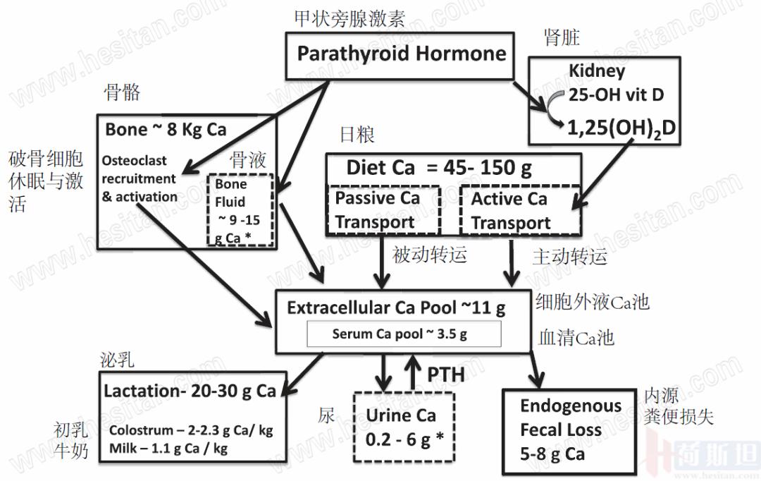 张廷青谈牛血镁紊乱,张廷青