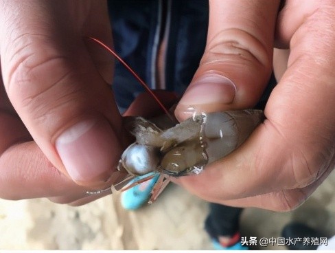 中草药制剂HCV弧菌病能防治、修复肝胰腺，广东省农业力推技术