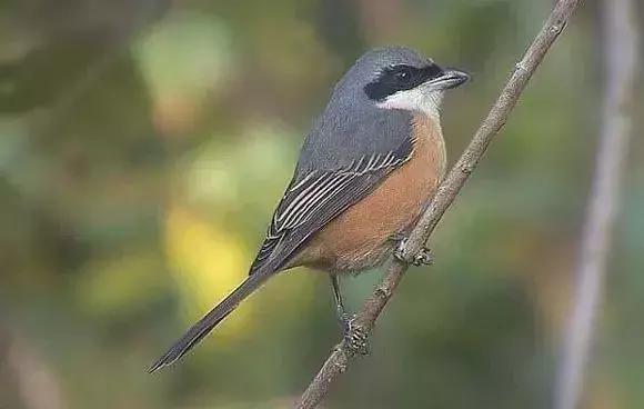 伯劳鸟饲养,没睁眼的伯劳怎样饲养