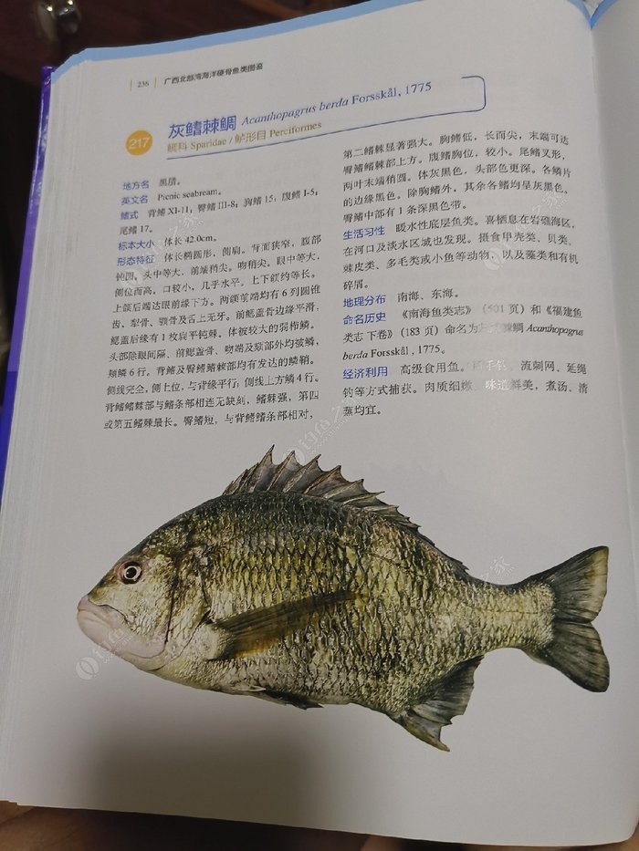 矶钓一竿远,精彩矶钓