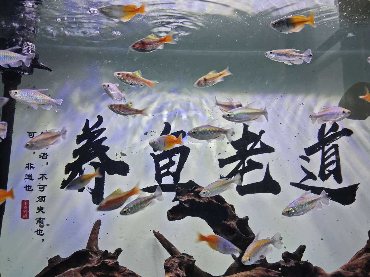 观赏鱼推荐高颜值,观赏鱼推荐小型好看