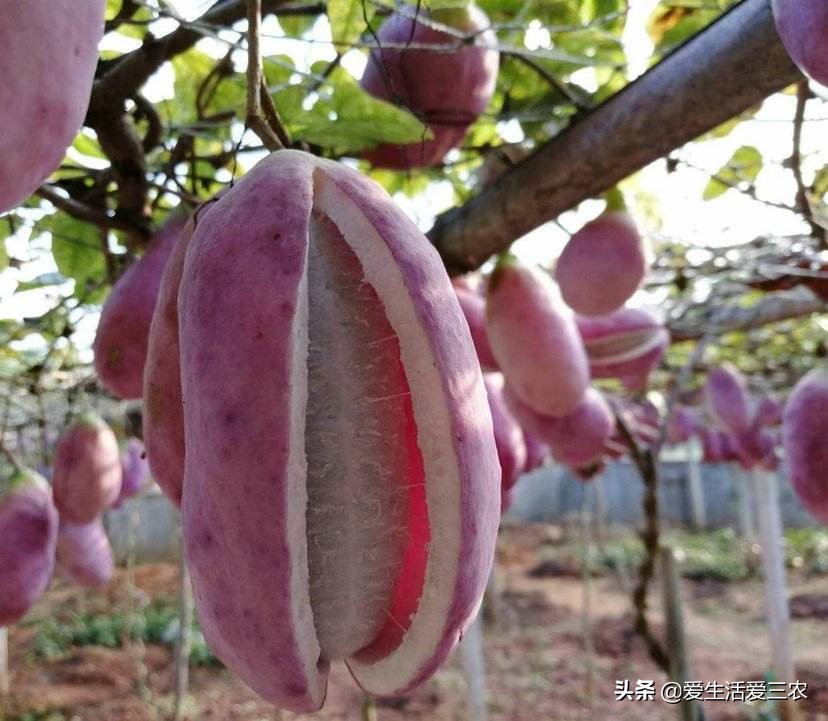 吃过这八种野果说明你真是农村人,农村常见的八种野果你吃过几种