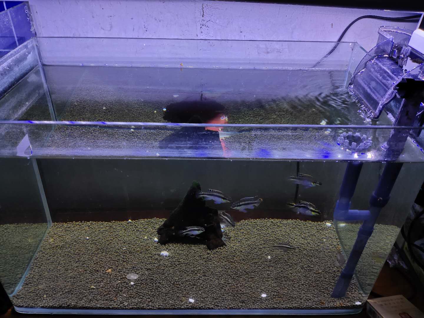 水质总是有白色细小浓稠泡沫,鱼缸水面泡沫过多