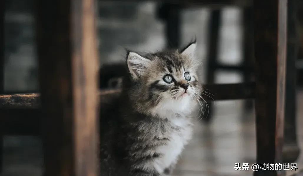 在网上买400多的缅因可以吗,一万多买的缅因猫死了