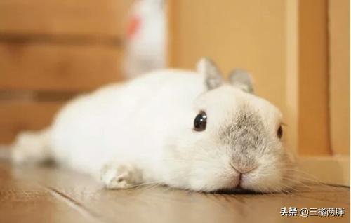 侏儒兔每天吃多少兔粮,侏儒兔为什么要吃兔粮