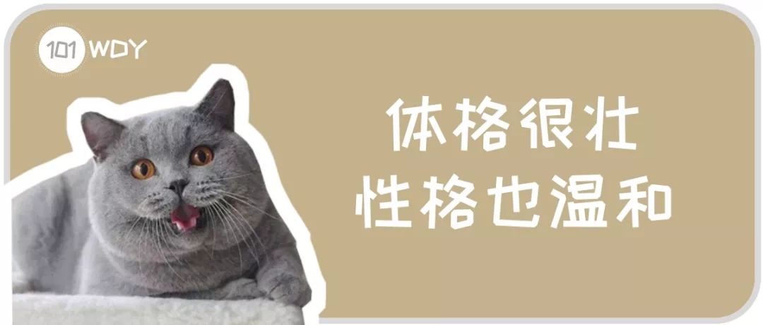 多次挑衅让猫气急败坏，然后说猫没良心，这样的人也配养猫？