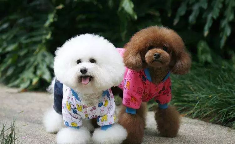 关于“狗狗发情期”的这些事，你需要知道