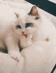 猫咪会来大姨妈吗多久来一次,猫咪来大姨妈会持续多久