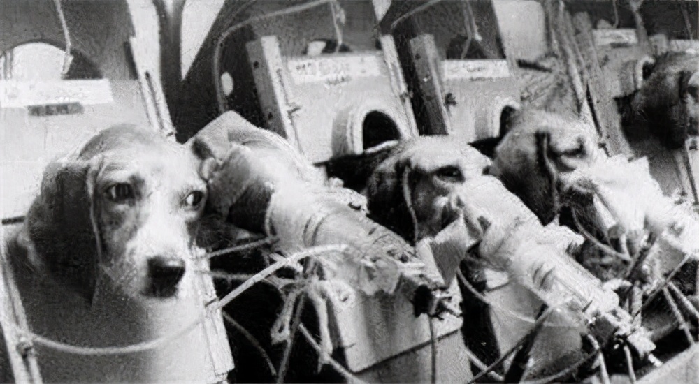 英国*草烟**商想证明香烟无害，每天给狗抽100支，3年后结果如何