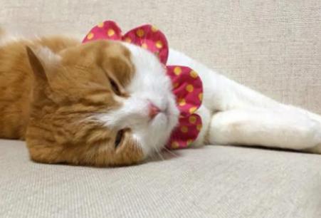 猫突然猝死有先兆吗,猫多久不会猝死