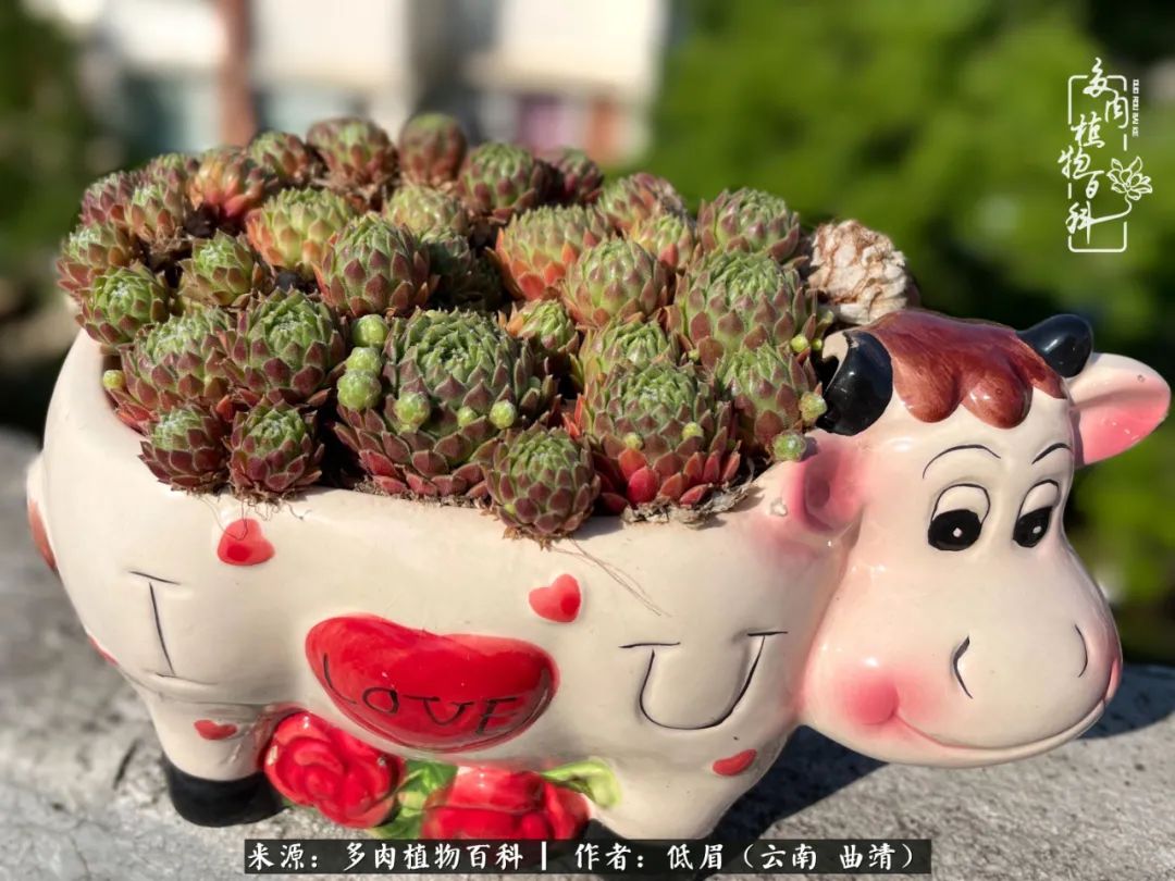 多肉植物百科如何投稿,感谢多肉植物百科的陪伴