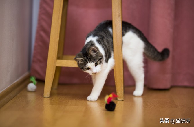 哪些猫咪玩具对小猫有害 (对猫咪有益的玩具)